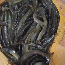 花斑副沙鳅