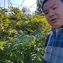 大棚红香椿苗1公分，1.5公分大棚红香椿苗视频看货