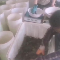 精品大闸蟹全国发货