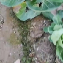 江苏南通精品绿叶甘蓝大量有货欢迎来盘