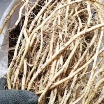 红菇娘种根，大果，中果