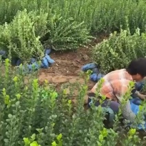 胶东卫矛河北卫矛卫矛价格卫矛批发卫矛产地