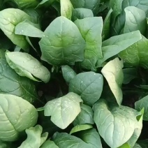 菠菜大量上市，需要的老板联系我