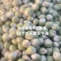 精品芥菜，文水县大量上市，大吨位接单。