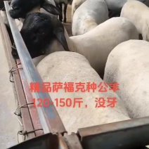 梁山县纯种萨福克种羊养殖场，萨福克绵羊，怀孕母羊价格