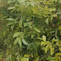 老品种山茶果