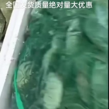 精品大闸蟹全国发货质量上佳量大优惠