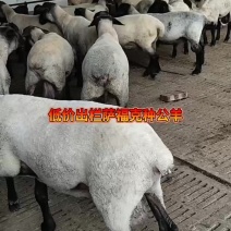 梁山县纯种萨福克羊黑头杜泊羊活羊肉羊全国发货质优价廉