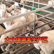 低价出售肉羊种羊