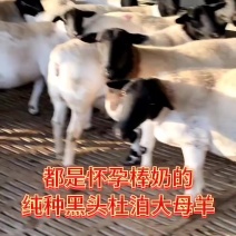 肉羊活羊种羊怀孕母羊防疫全做免费送货