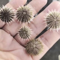 马粪海胆苗