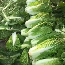 卖玉田精品北京三号菜