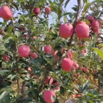 绥中中秋王苹果基地直发保质保量一条龙服务