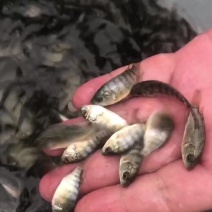 罗非鱼苗海南一号吉富保露海南种澳泥脆肉罗非种苗