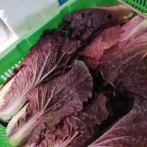 精品紫白菜