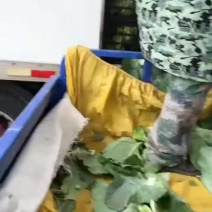 甘蓝