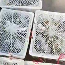新鲜鸽子，健康美味，直供农场，快来选购！