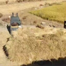 白城地区治沙草稻草圆方包