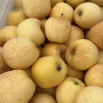 山东黄金维纳斯苹果
