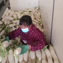 河北白罗卜大量供应中