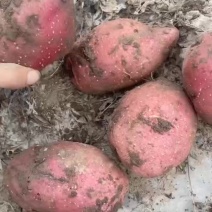 红皮土豆，白皮土豆大量有货