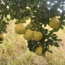 重庆柚子苗蜜脆柚子柚脆甜香基地销售欢迎致电咨询