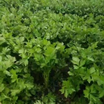 小棵西芹