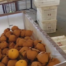 优质冷库秋月梨大量供应