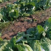 辽宁新民白菜大量上市有收购老板与我联系