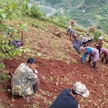 需要凉薯的老板联系，果型啥的都好