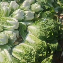 黄心白菜