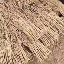 新鲜黄芪，保健佳品，**特惠！