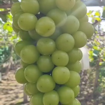 优质阳光玫瑰葡萄