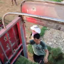 马尼拉草皮