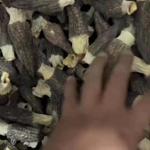 头茬羊肚菌7-11公分，头茬厚肉黑货产地批发