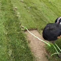 精品马尼拉草皮