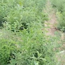 营养杯砂生槐
