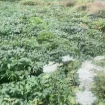 精品当归有需要的老板请联系***********