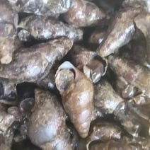 肉厚饱满。