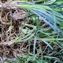 大叶麦冬3年籽育苗药典品种提供技术+回收