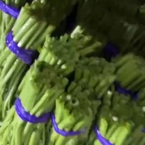 福建三叉大叶空心菜