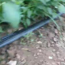 湘妍55辣椒