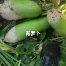 山西文水精品青萝卜大量上市