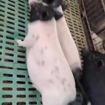 精品巴马香猪藏香猪