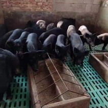 生态养殖藏香猪