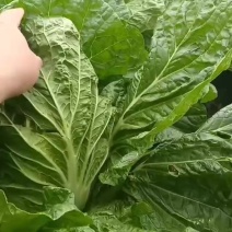 矮颗黄心大白菜4-5-6
