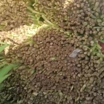 紫根韭菜
