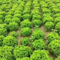 散叶生菜