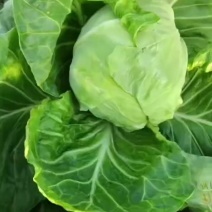 优质甘蓝大批量上市，货源充足价格合理。