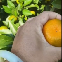 广西鹿寨，优质南风秘籍大量上市，个头口感非常的好，
